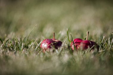 Gün boyunca çimlerin üzerine konmuş güzel bir elma resmi.