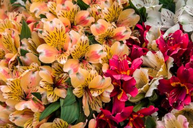 Bahçedeki güzel çiçekler