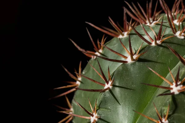 Close Planta Cacto Sobre Fundo Preto — Fotografia de Stock