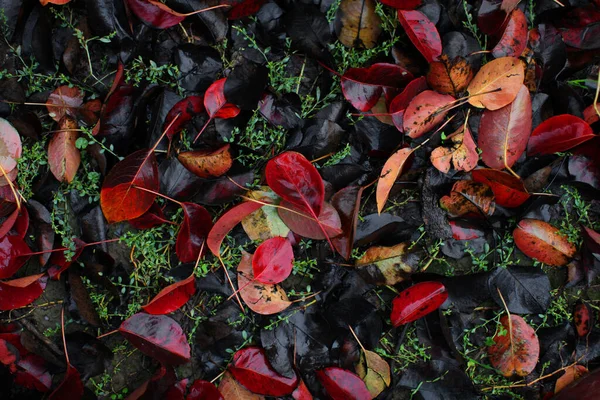 Hojas Otoño Temporada Otoño Flora — Foto de Stock