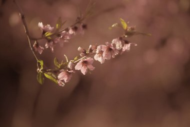 Bahçede güzel bahar çiçekleri
