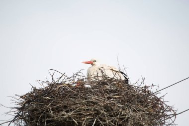 Yuvadaki beyaz leylek bir ağacın arka planında