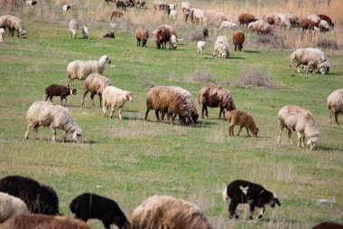 Bir tarlada koyun sürüsü