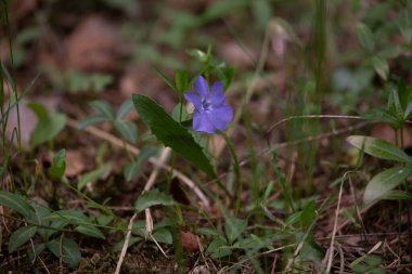 Bahçedeki ilk bahar sarı çiçeği