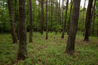 Çam ormanı ve yeşil yapraklar güneşli bir yaz gününde.