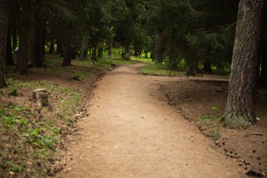 Ormanda yol, arka planda ağaçlar, boş bir yol..