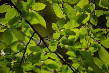 Yeşil dallardan oluşan arka plandaki güzel yaprakları kapat.