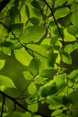 # Bahçedeki ağaçta yeşil yaprak # # Gün ışığında #