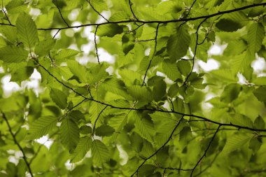 Ormanda huş ağacının yeşil yaprakları
