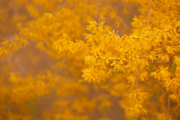 Yellow Flower Meadow Autumn — Stock fotografie