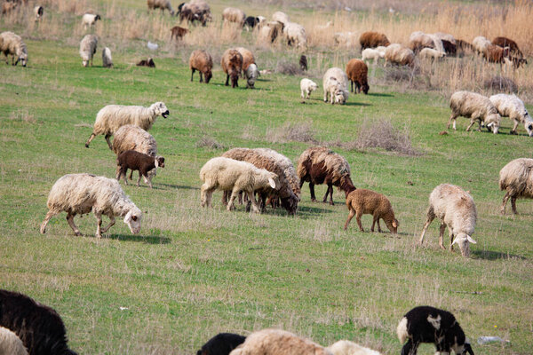 flock of sheep in the meadow