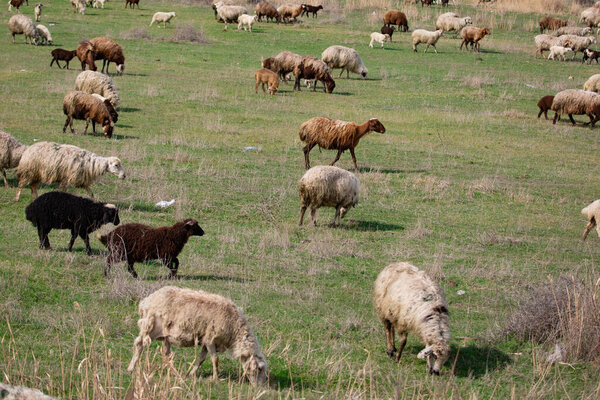 стадо овец на лугу