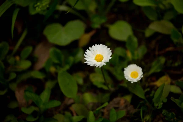 Belles Fleurs Blanches Dans Jardin — Photo