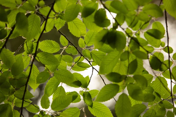 Green Leaves Tree — Stock Photo, Image