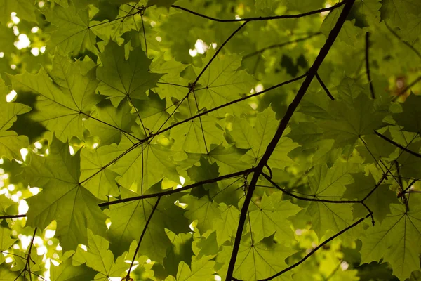 Ormanda Yeşil Yapraklar — Stok fotoğraf