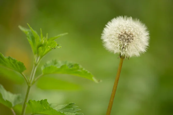 Beautiful White Dandelions Growing Green Lawn — стоковое фото