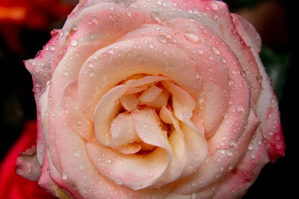 Beautiful Rose Flower Water Drops — Stock Photo, Image