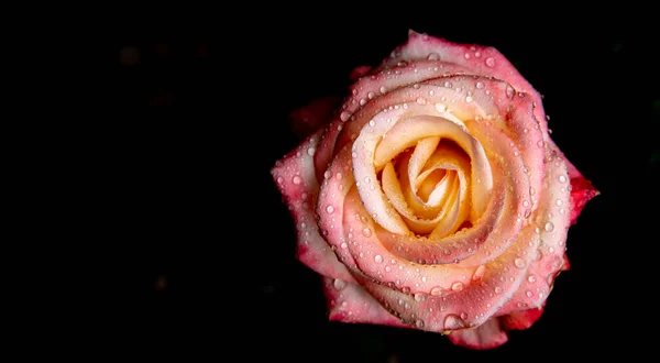 Bunga Mawar Yang Indah Pada Latar Belakang Hitam — Stok Foto