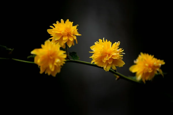 美しい花 花のコンセプトの背景 — ストック写真