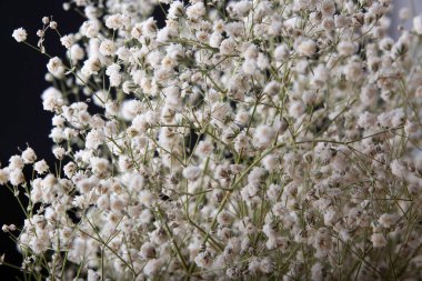 small white flowers on a black background