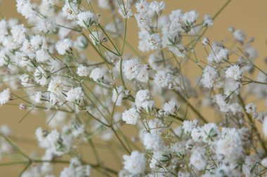 small dot flowers. white summer flower on yellow background with space for text.