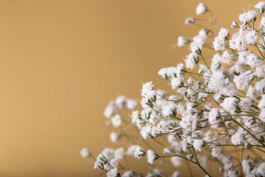 small dot flowers. white summer flower on yellow background with space for text.
