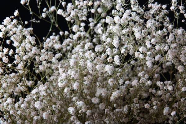 Small White Flowers Black Background — Stockfoto