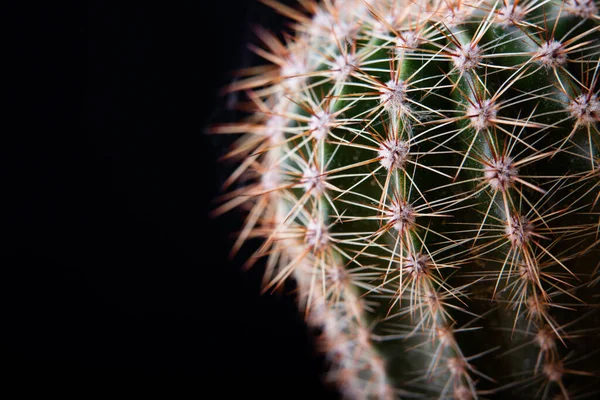 Cactus Close Black Background — Stock Fotó