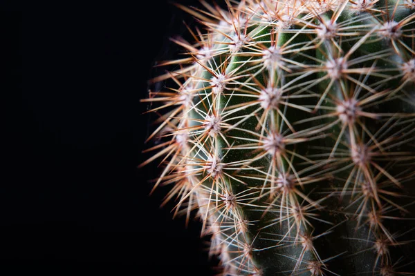 Cactus Close Black Background — Fotografia de Stock