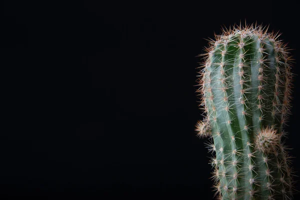 Cactus Close Black Background — 스톡 사진