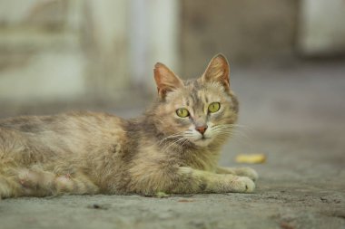 The cat lies on the ground next to the wall