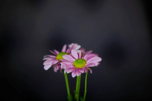 Trois Fleurs Roses Sur Fond Noir — Photo