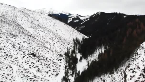 Mooi contrast in de bergen tussen donkergrijs en zwart bos en besneeuwde hooglanden. — Stockvideo