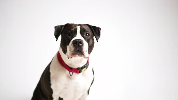Adorable chien américain Staffordshire Terrier noir et blanc courtisant sur fond blanc. Studio isolé tourné. — Video