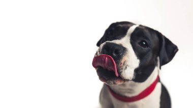 cute black and white dog with a red collar throwing a tongue out studio shot infinity white dog concept medium closeup copy space