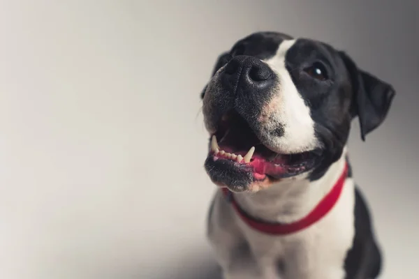 Preto e branco bulldog com boca aberta olhando para cima estúdio tiro médio tiro cinza fundo animal de estimação cão conceito — Fotografia de Stock