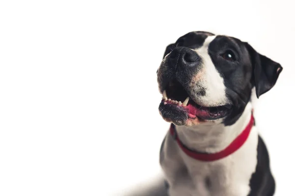 Bulldog in bianco e nero con bocca aperta guardando in alto studio colpo medio grigio sfondo pet dog concept — Foto Stock