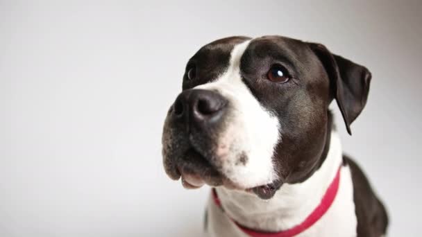 Černý a bílý buldok s otevřenými ústy při pohledu do studia shot střední shot šedý pozadí pet dog koncept — Stock video