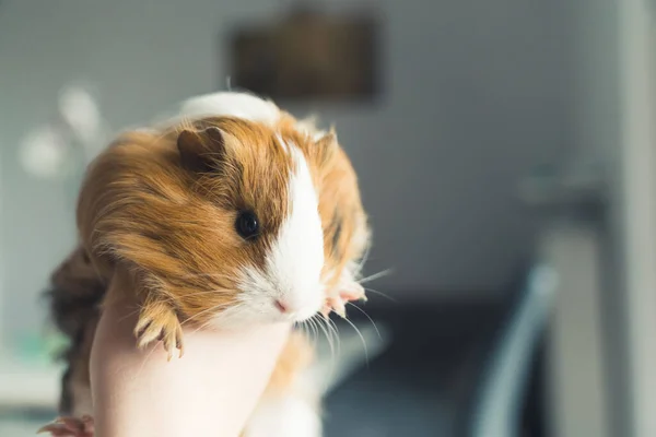 Sheltie guinea pig in a hand pet concept — ストック写真