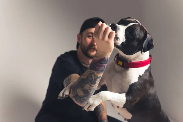 Gimme that treat. Dog training concept. Tattooed caucasian dog owner guy and his American Staffordshire Terrier.