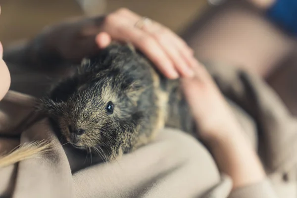 Furry black and gray Abyssinian guinea pig laying on humans belly and being pet on its back. — Stock Fotó
