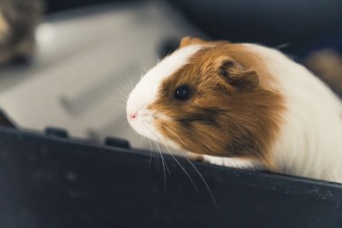 Sheltie Gine domuzu kırmızı-beyaz yakın plan seçici odak alanı 