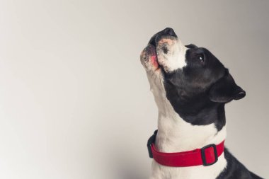 Saf bir köpek ulumasının yan stüdyo çekimi..