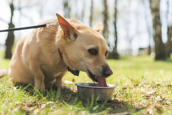 Tiro ao ar livre sem pessoas de um cão de tamanho médio sedento com pele clara água potável de uma tigela de metal. — Fotografia de Stock