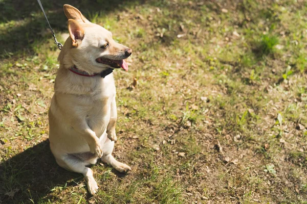 Tiro horizontal ao ar livre. Charming inteligente amigável canino sentado no chão sob o sol como um humano olhando para longe. — Fotografia de Stock