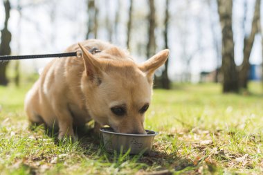 Parktaki kasesinden su içen süper sevimli köpek. Açık hava evcil hayvan konsepti.