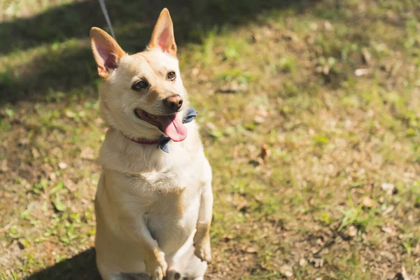 Bonito cão à espera de um comando de seu proprietário médio tiro completo fora pet conceito — Fotografia de Stock
