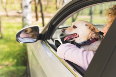Güzel köpek araba camından dışarı bakıyor. Heyecanlı bir şekilde yakın plan ev hayvanı konsepti.