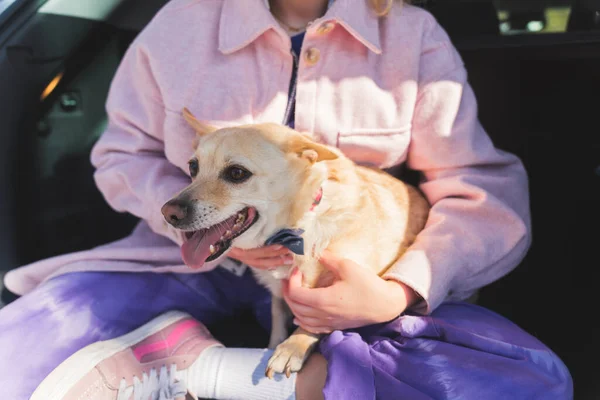 Lovely dog sitting on its owners lap and looking at something excitedly medium full shot outside pets love and friendship — 스톡 사진