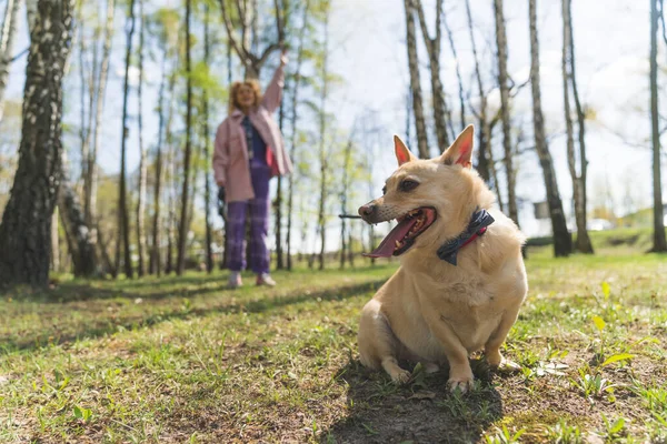 Cute mały podekscytowany zmęczony pies ze złotym futerkiem na smyczy siedzi na trawie w parku. Młoda kobieta w różowym płaszczu stojąca w tle. Koncentracja na pierwszym planie. — Zdjęcie stockowe